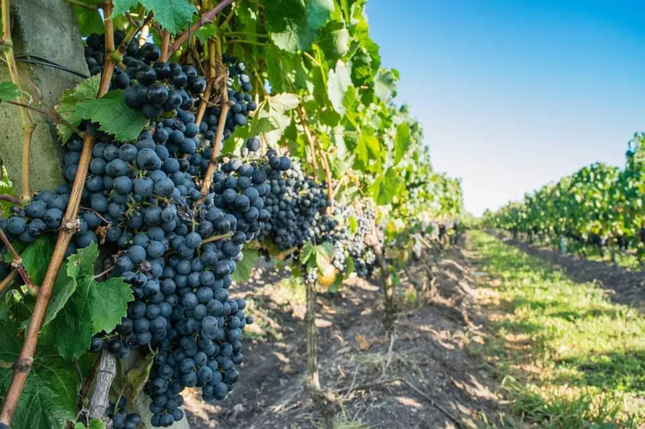 W Polsce jest ponad 626 hektarów upraw winorośli