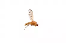 Lying orange fly isolated on a white background
