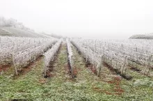 Photo of frost covered vineyard in winter