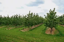 Nature scene with cherry tree. Plantation of cherry trees in springtime. Fruit orchard in the spring. Field fruits rows growing with cloudscape.