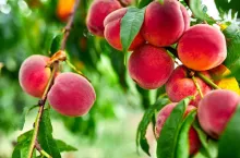 Sweet peach fruits growing on a peach tree branch, peach tree with fruits growing in the garden, harvest.