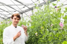 Scientist examining flower in greenhouse