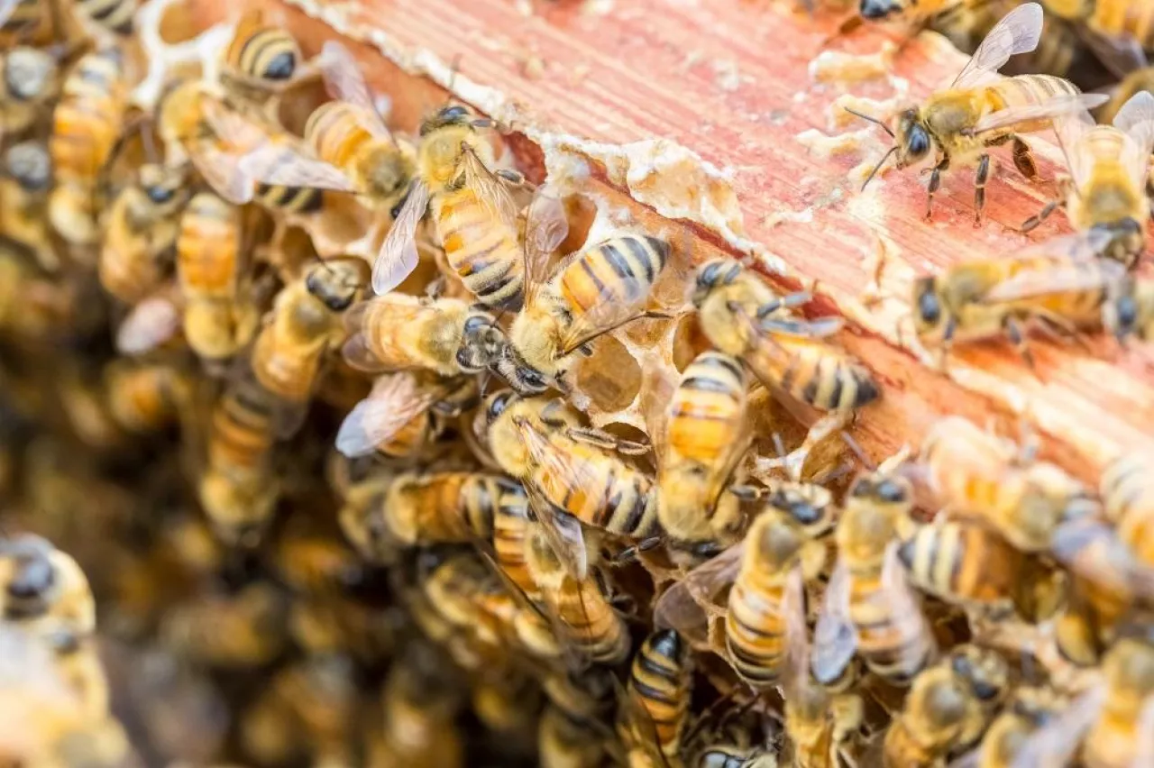 closeup of the worker bees on beehive