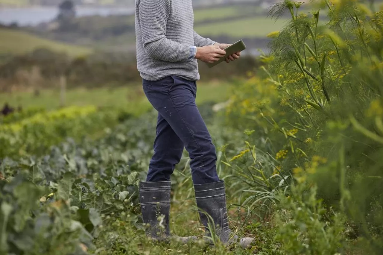 Cropped view of man on farmland using digital tablet
