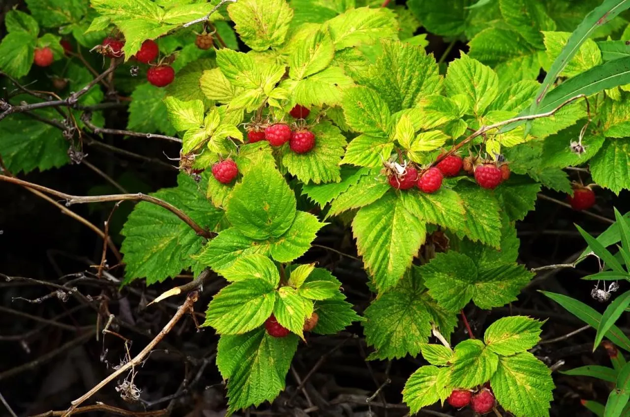 Wild raspberry bush with bright ripe berries in the forest
