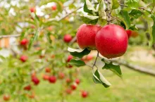 Red Apple farm