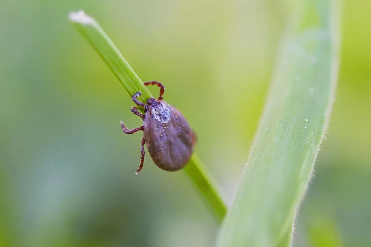 Deer tick sleeping on grass stalk. Ixodes ricinus. The dangerous parasite transmitted infections such as encephalitis and Lyme disease.