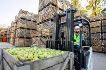 Loading apples with forklift, transport of goods to industrial production juice. Fruits and food distribution. Millennial man in helmet drives truck, lift up fruit, on many wooden boxes background