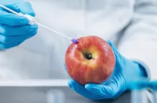 Food Safety Pesticide and Nitrate Testing of Apples in Laboratory- Biochemist looking for presence of pesticides and nitrates in apple fruit