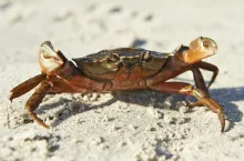 Shore Crab standing in sand in its natural habitat