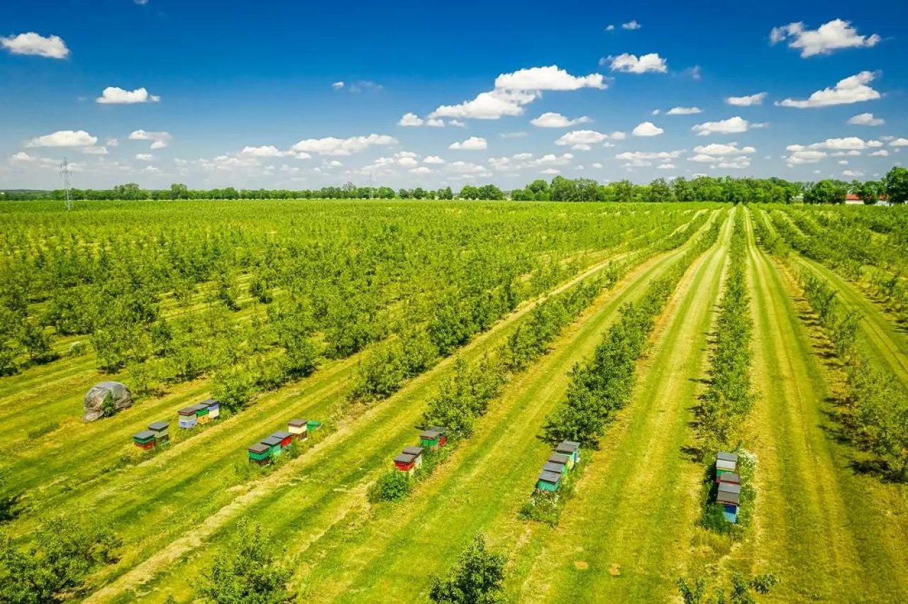 Beehives among the orchard with fruit trees, aerial view