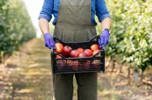 Great fruit harvest in summer and autumn season, work on eco farm and small business. Millennial man gardener, farmer in apron and gloves carries red big shiny ripe apples in box in garden, cropped
