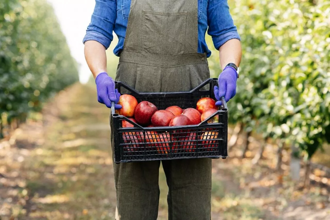 Great fruit harvest in summer and autumn season, work on eco farm and small business. Millennial man gardener, farmer in apron and gloves carries red big shiny ripe apples in box in garden, cropped