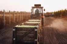 Eco farm, work and collect organic fruits, natural harvest and garden work. Tractor driver with trailers carries green ripe apples in wooden boxes from eco village garden, outdoor, empty space