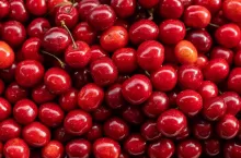 shiny cherries cherry background, ripe beautiful fresh cherry