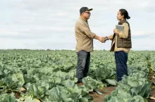 Female owner of plantation with tablet standing on cabbage field and handshaking with agroengineer