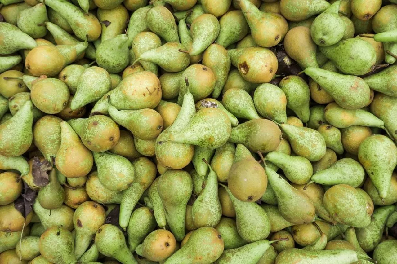 Green pears. Fresh pears