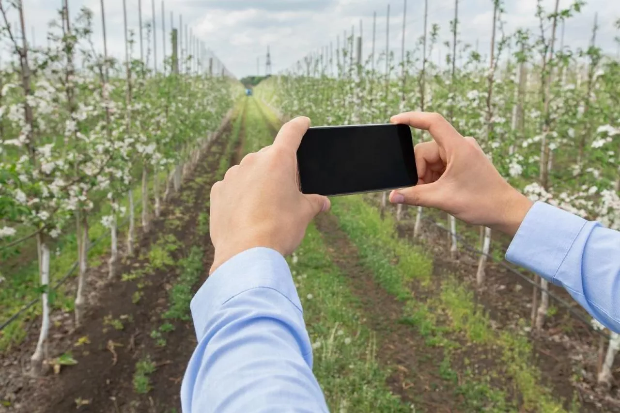 Smart farming and gardening apps, analysis and control of agriculture industry. Man holding smartphone with blank screen and work on plantation with blooming apple trees with white flowers, free space