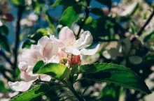 Blooming apple tree with pink flowers and fresh green leaves against blue sky on sunny day during spring. Close-up macro in nature outdoors.