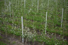 Little blooming apple trees in spring in orchard. Bushes with white flowers on smart farm