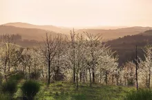 Beautiful landscape, sunset above orchard, Tuscany