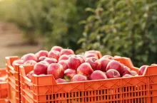 Eco farm, agricultural products and organic harvest. Many boxes with delicious fresh red apples on plantation in sun flare for trade, industry and production juice, outdoor, copy space, nobody