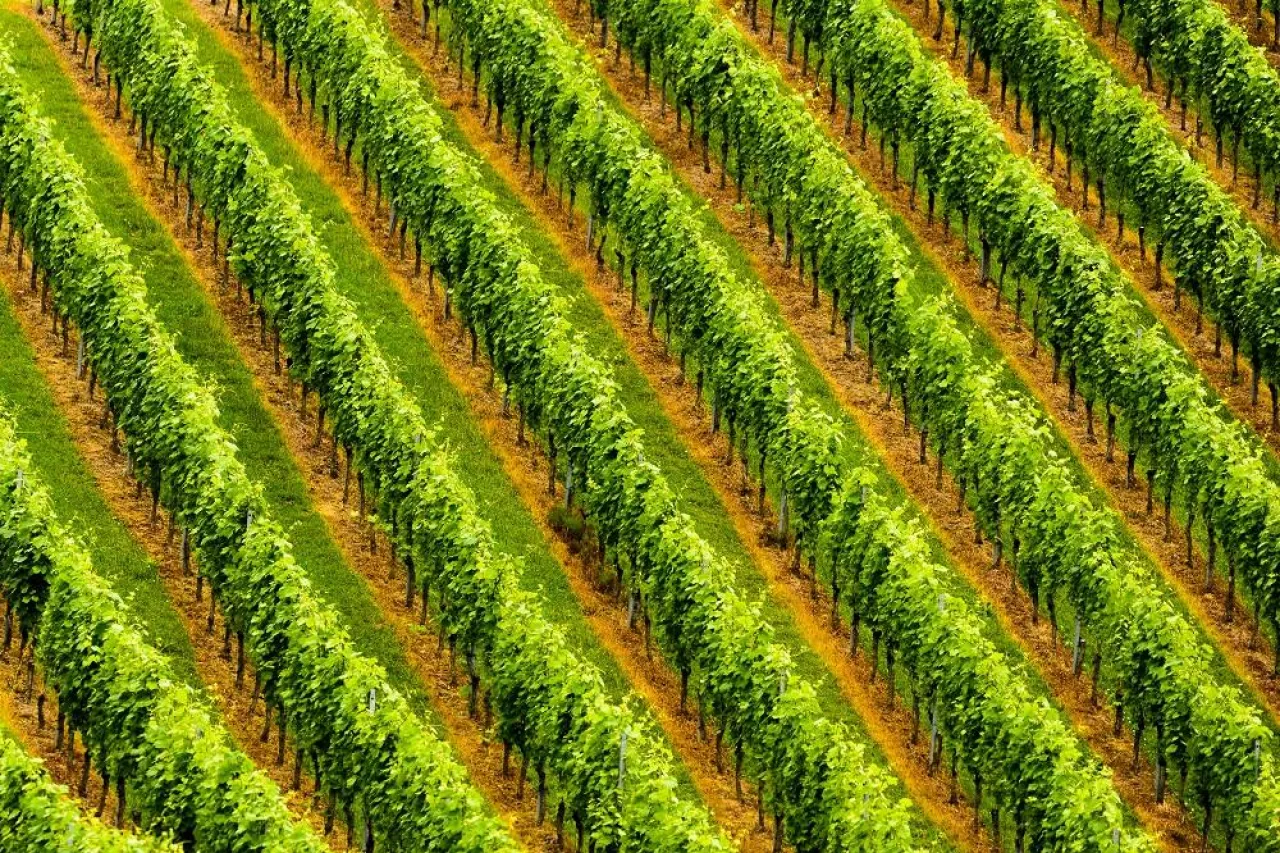 Beautiful rows of grapes before harvesting. Austria Slovenia area Sulztal, Gamliz, Spicnik. Background green patterns, rows of grape plants