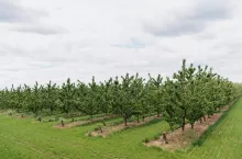 Nature scene with cherry tree. Plantation of cherry trees in springtime. Fruit orchard in the spring. Field fruits rows growing with cloudscape.