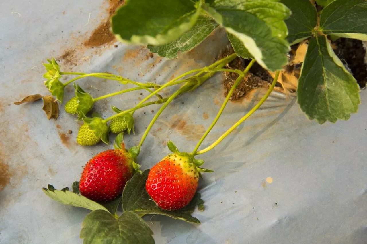 Fresh strawberries fruits on strawberry plants at strawberry fields