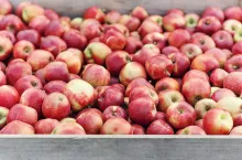 Rustic style, apples at farmers market, on counter or box. Seasonal business at summer and autumn. Many delicious fresh organic red fruits in farm, warehouse or store, outdoor, copy space, close up