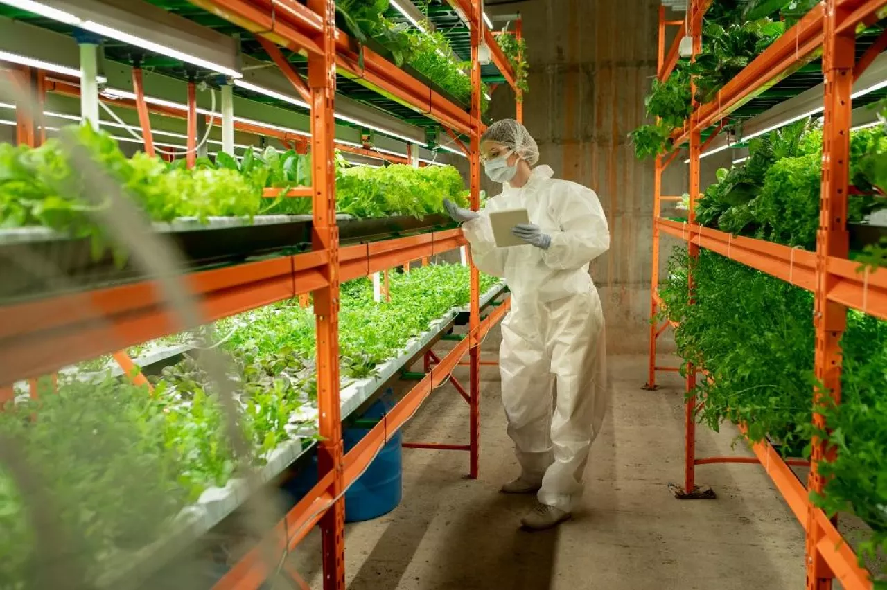Agricultural engineer in protective workwear standing at vertical farm shelf and using tablet while controlling quality of greens