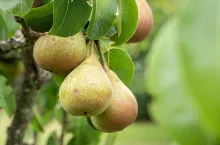 Ripe pear fruit on a tree. Organic fruit ready to harvest
