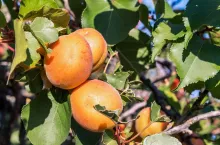 Close up of ripe Blenheim apricots on a branch in an orchard in Santa Clara valley, south San Francisco bay area, California