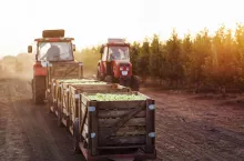 Modern eco farm, collect and delivery harvest of organic fruits to warehouse. Tractor with trailers carries green ripe apples in wooden boxes from eco village garden, outdoor, empty space, sun flare