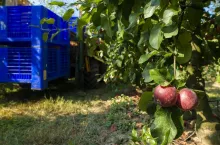 Harvest apples in big industrial apple orchard. Machine and crate for picking apples. Concept for growing and harvesting apples through automatization. Sunny day. Red apples in farm. Contemporary apple farm.