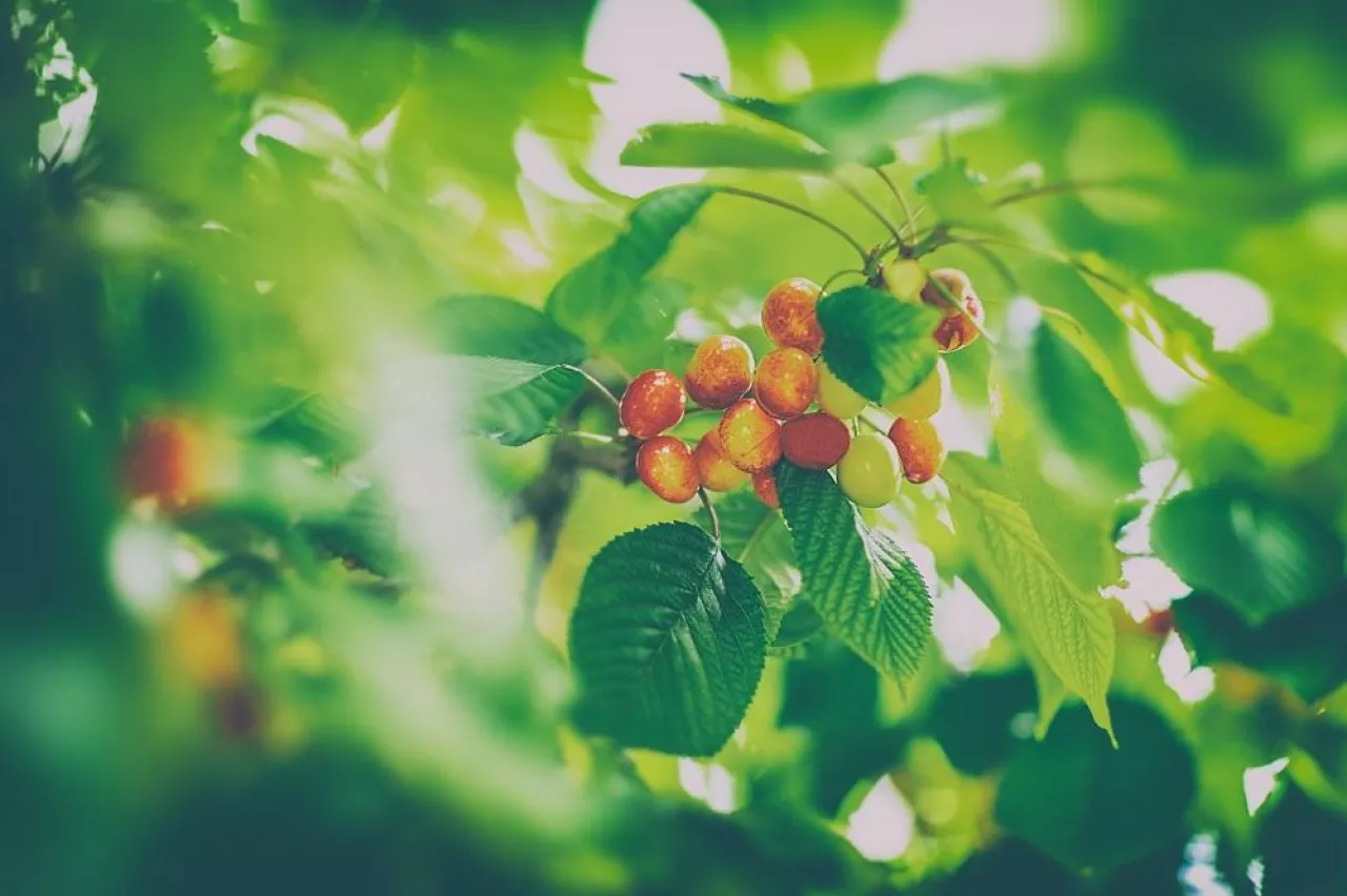 Bunch of tasty sweet cherries on the tree among fresh green foliage, abstract natural background, juicy fruits in summer season, healthy organic nutrition from the garden