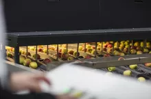 &lt;p&gt;Linia produkcyjna jabłek&lt;/p&gt;
