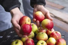 &lt;p&gt;6000 sadzonek jabłoni o owocach czerwonomiąższowych&lt;/p&gt;