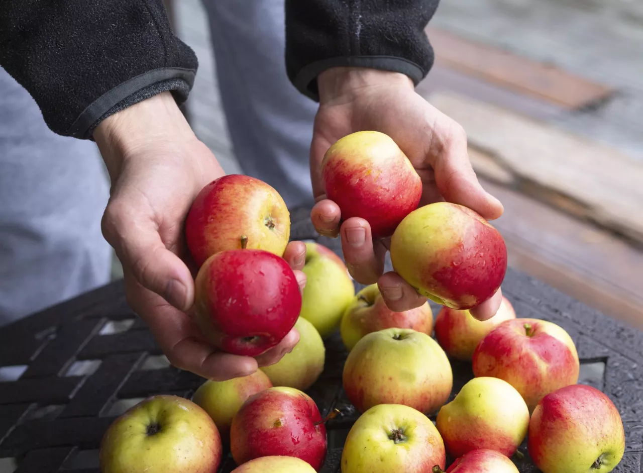 &lt;p&gt;6000 sadzonek jabłoni o owocach czerwonomiąższowych&lt;/p&gt;