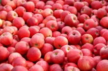 &lt;p&gt;Eksport polskich jabłek do Indii&lt;/p&gt;