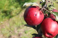 &lt;p&gt;Gorzka plamistość podskórna jabłek to choroba fizjologiczna wywołana niedoborem wapnia dostępnego dla roślin&lt;/p&gt;