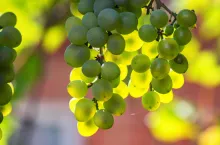 &lt;p&gt;eksport, import winogrona stołowe 2022&lt;/p&gt;