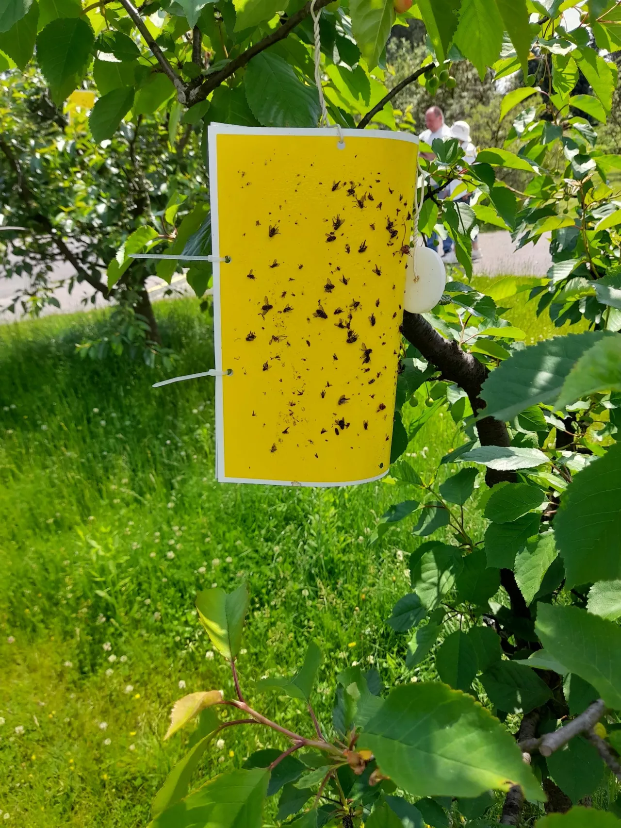 &lt;p&gt;W połowie maja w czereśniowym sadzie wywieszamy żółte tablice lepowe w celu określenia nasilenia nalotów nasionnicy trześniówki&lt;/p&gt;