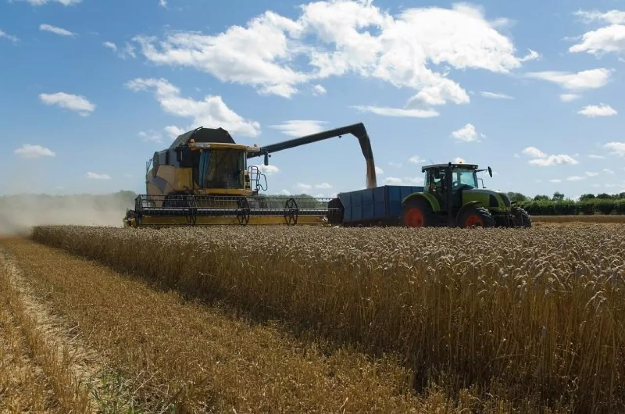 Thresher harvesting wheat