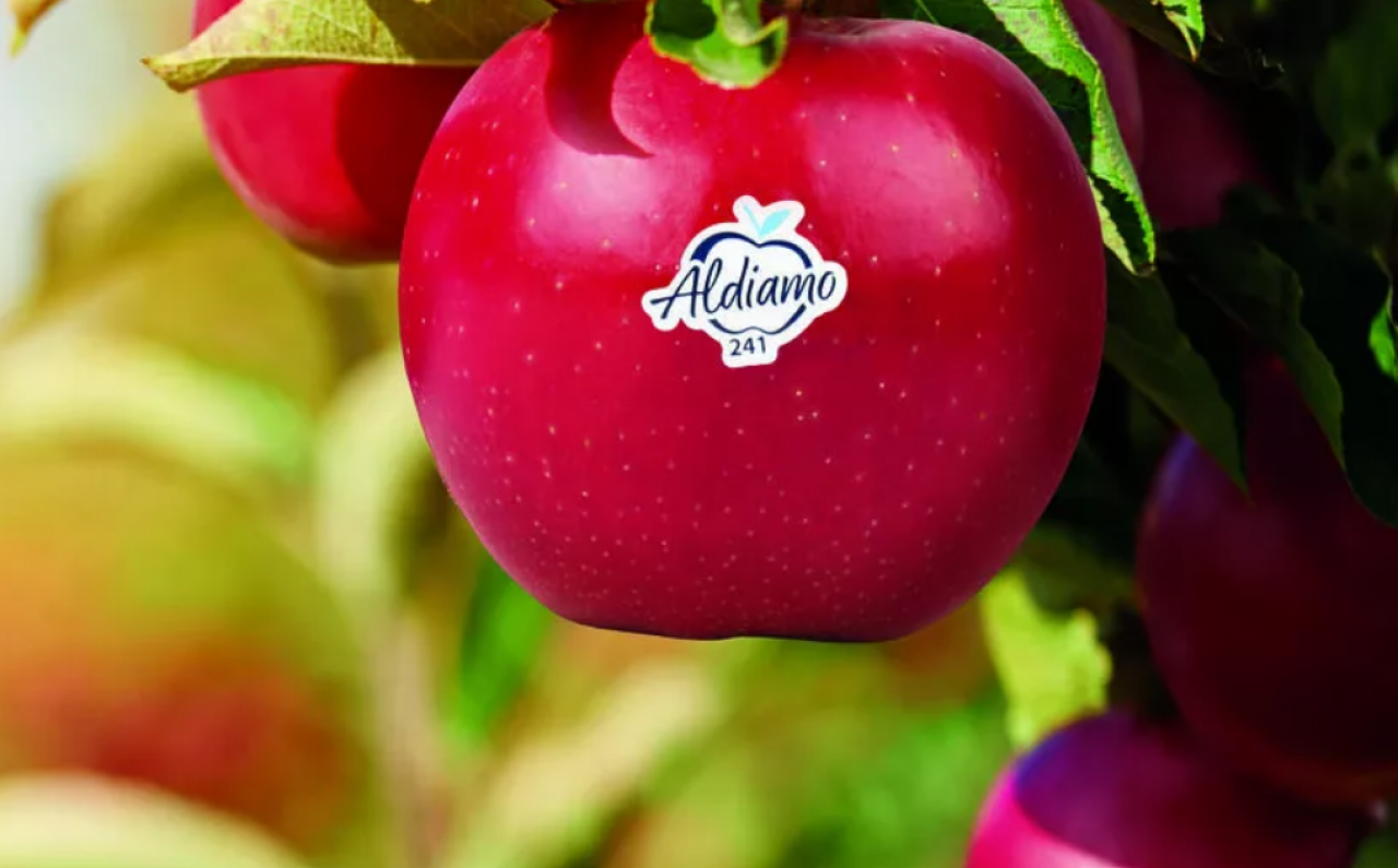&lt;p&gt;Odmiana jabłek Aldiamo od Aldi Süd&lt;/p&gt;
