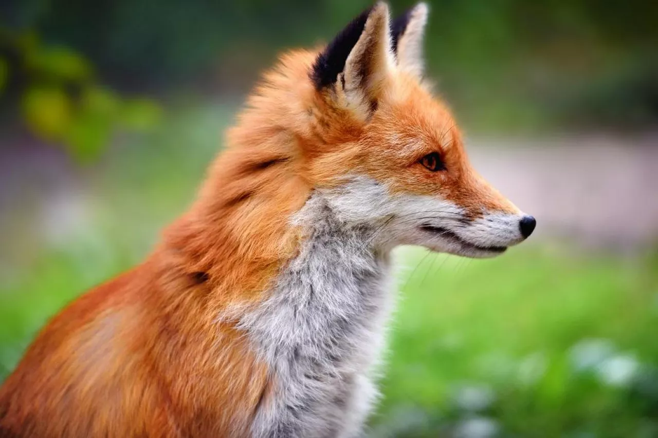 Red Fox Against A Green Nature Background