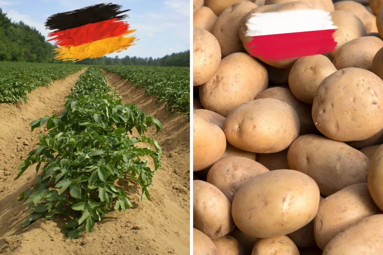 <p>Niemieckie ziemniaki sprzedawane jako polskie UOKiK nałożył na Kaufland potężną karę. Co na to sąd</p>
