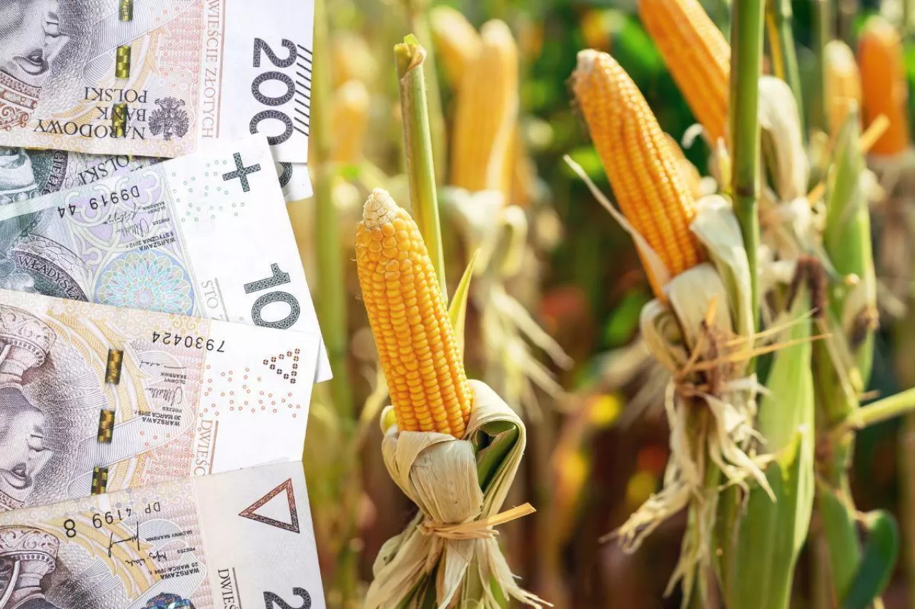 &lt;p&gt;Dopłaty do kukurydzy: ogromne zainteresowanie pomocą. Ilu rolników złożyło wniosek? &lt;/p&gt;