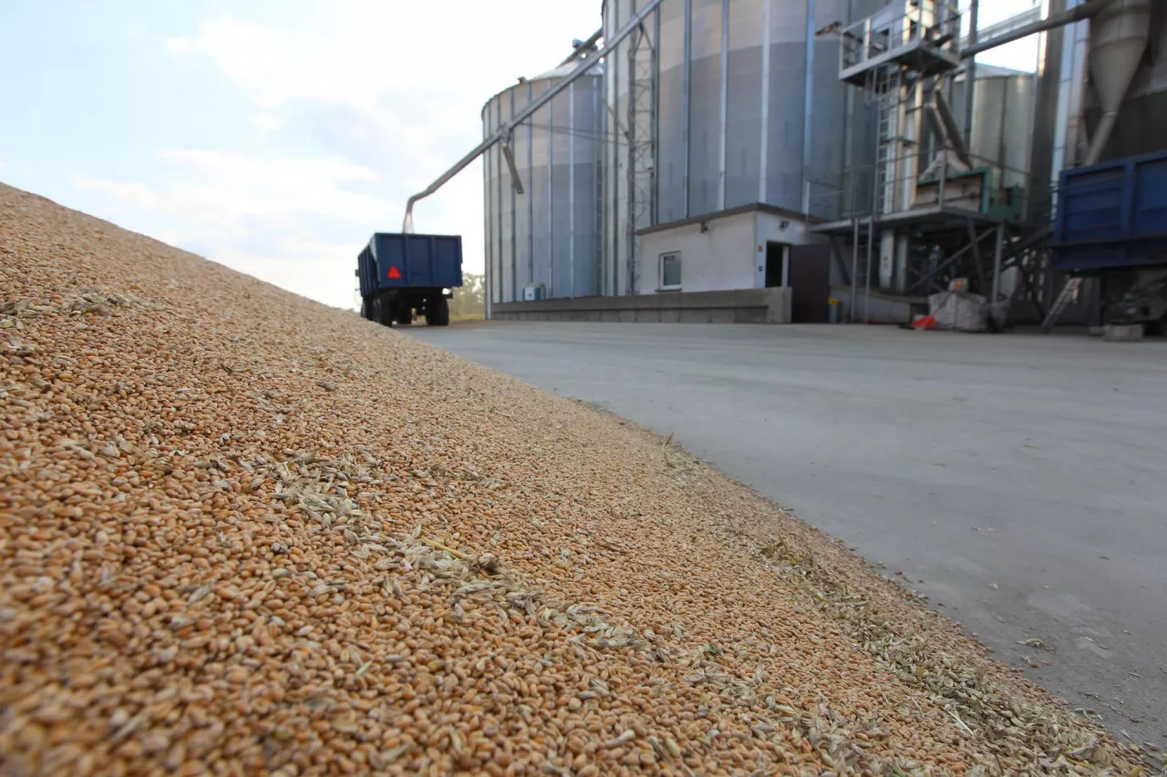 Ceny pszenicy na giełdach wystrzeliły. A jakie są ceny zbóż i rzepaku w skupach?