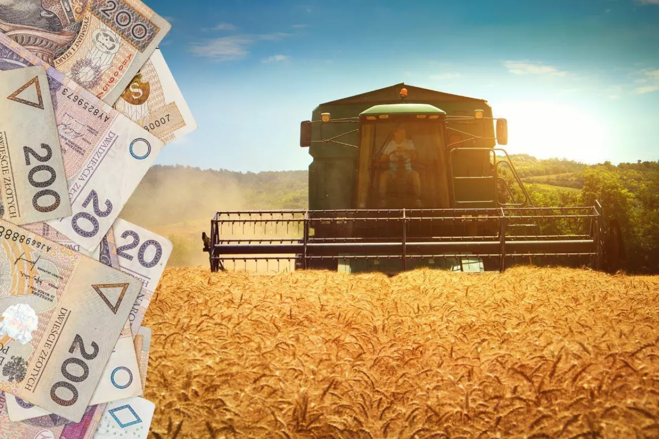 Ceny pszenicy spadły o 37%, a kukurydzy o 40%. Jakie są ceny skupu w województwach?